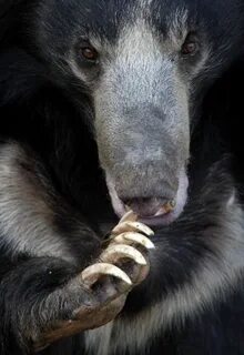 Bear description