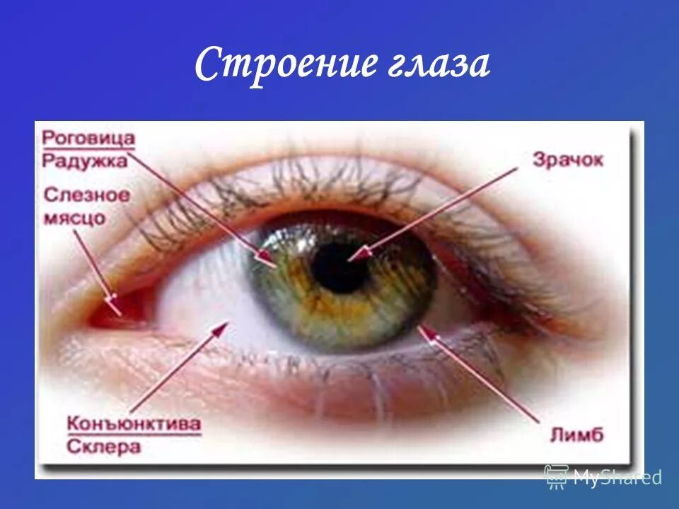 Тема урока глаз. Роговица конъюнктива склера. Строение глаза конъюнктива склера. Строение роговицы глаза. Строение глаза слезное мясцо.