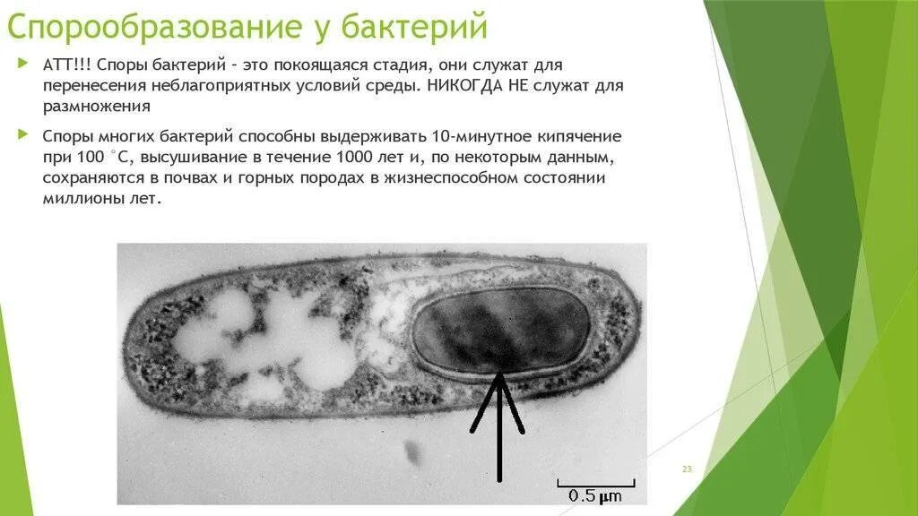 Споры бактерий 5 класс. Спора бактериальной клетки. Спорообразование микроорганизмов. Спорообразование бактериальной клетки.