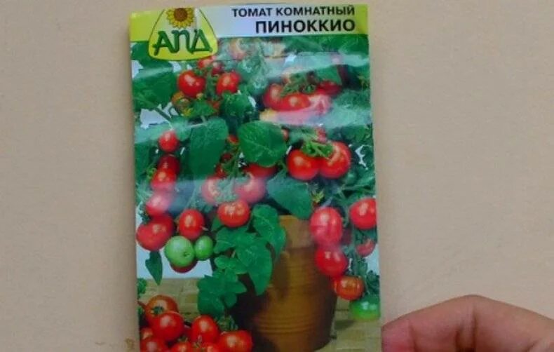 Сорт пиноккио томат. Томат пиноккио характеристика и фото. Сорт пиноккио томат. Сорт помидор пиноккио. Черри сорт пиноккио.