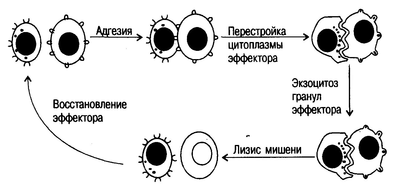 Реакция иммунного лизиса схема. Реакция иммунного лизиса механизм. Реакция иммунного лизиса микробиология. Реакция иммунного лизиса иммунология. Иммунный гемолиз