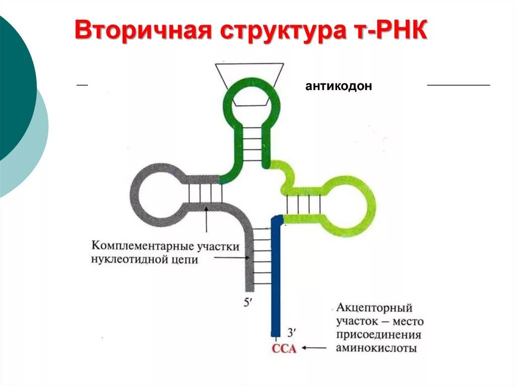 Вторичная структура РНК формула. Вторичная структура структура РНК. Структура транспортной РНК. Структуры РНК первичная вторичная и третичная.