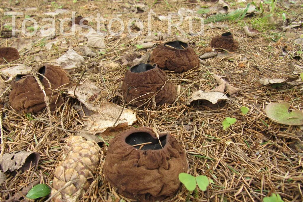 Гриб с жидкостью внутри. Гриб Саркосома. Саркосома шаровидная Sarcosoma globosum. Саркосома шаровидная гриб. Молодильные грибы Саркосома шаровидная.