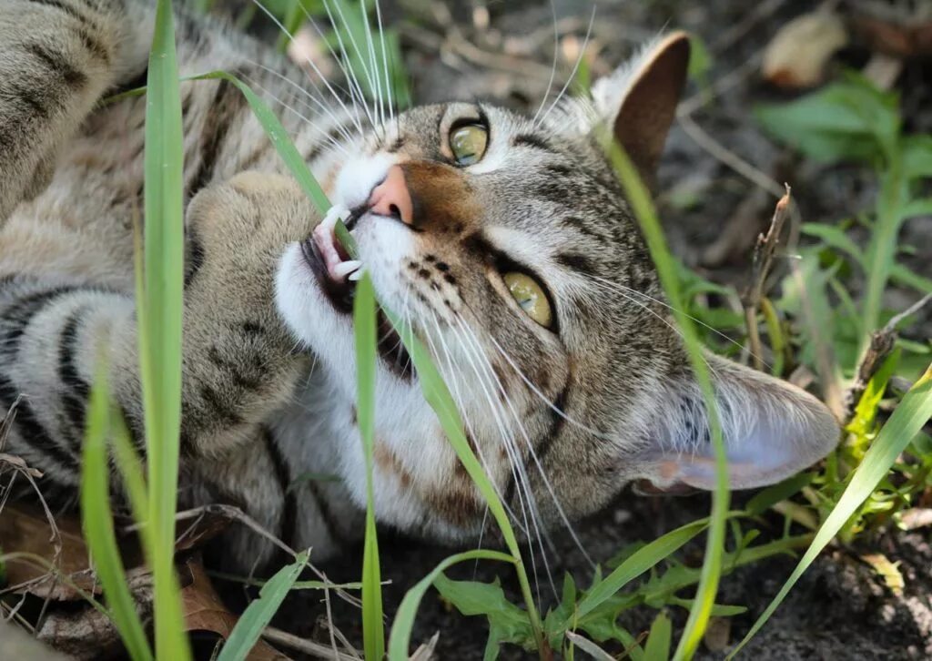 Какую траву можно давать кошкам. Кошка ест траву. трава которую едят коты. кошачья трава. трава которую едят коты на улице.