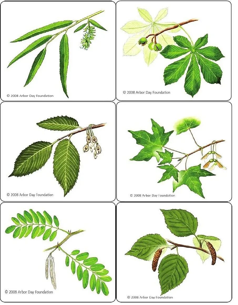 Определить название листьев деревьев. Листья деревьев. Листья разных деревьев. Листья деревьев с названиями. Листы деревьев и их названия.