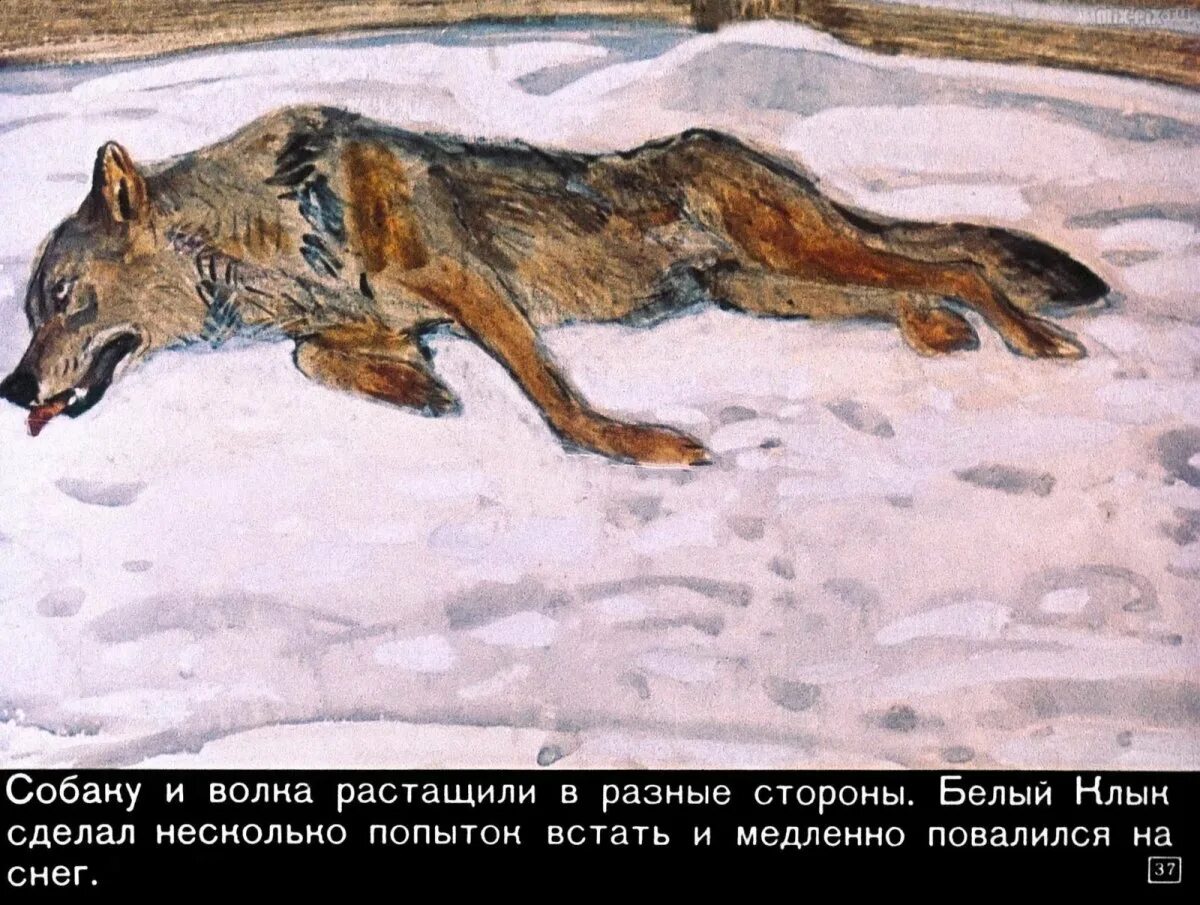 Произведение джека лондона бурый волк. Джеклондон буры волк. бурый волк джек лондон. иллюстрация к рассказу белый клык джек лондон. бурый волк джек лондон иллюстрации.