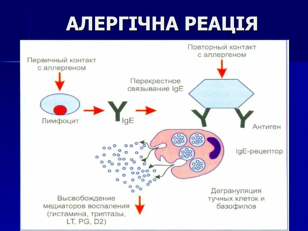 Аллерген контакты. Участие тучных клеток в аллергических реакциях. Тучные клетки и аллергия. Механизм аллергической реакции гистамин. Гистамин в аллергических реакциях.