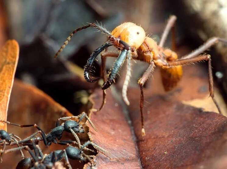 Эцитоны Бурчелли. Армейские муравьи (Eciton burchellii). Африканские кочевые муравьи. Муравьи Эцитоны Бурчелли.