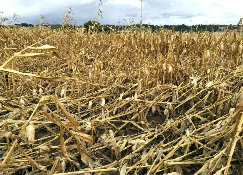 засохшее поле. засуха в россии. засохший урожай. засуха пшеница. засуха в россии.