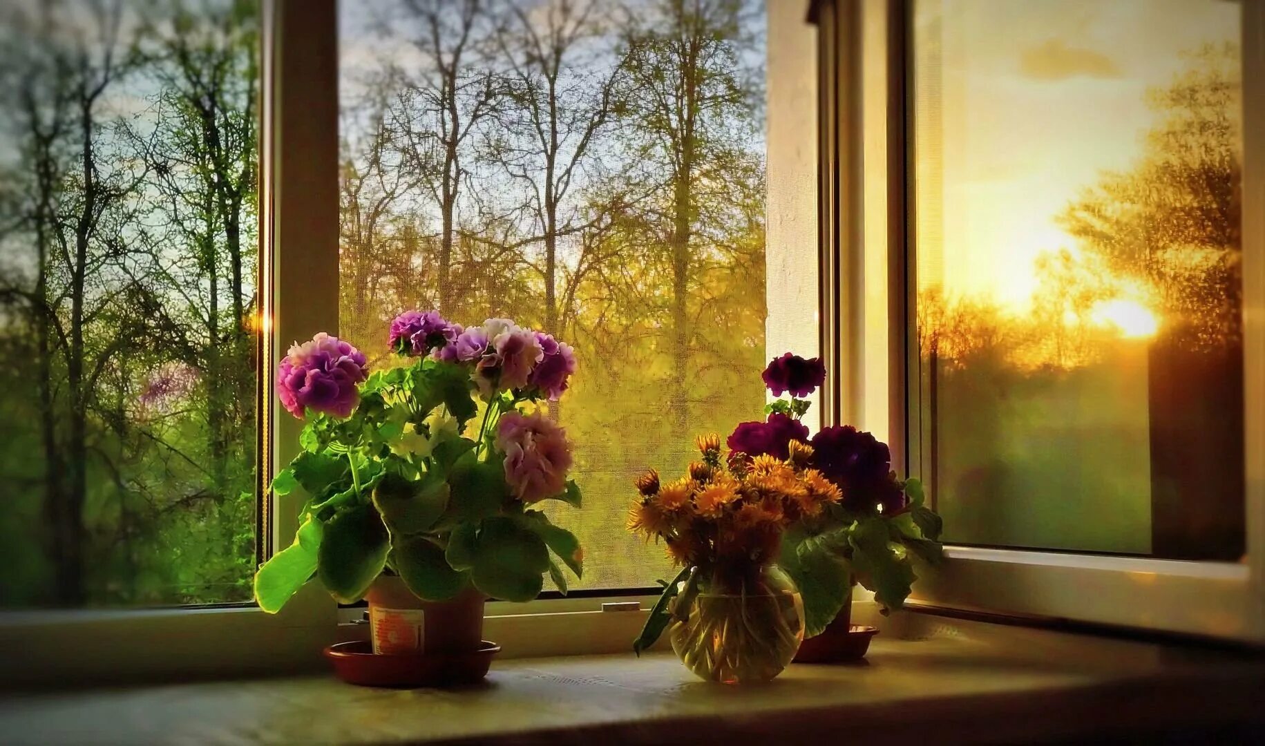 Листья на подоконнике. Цветы на подоконнике. Весенние цветы на окне. Красивый подоконник с цветами. Окно с цветами на подоконнике.