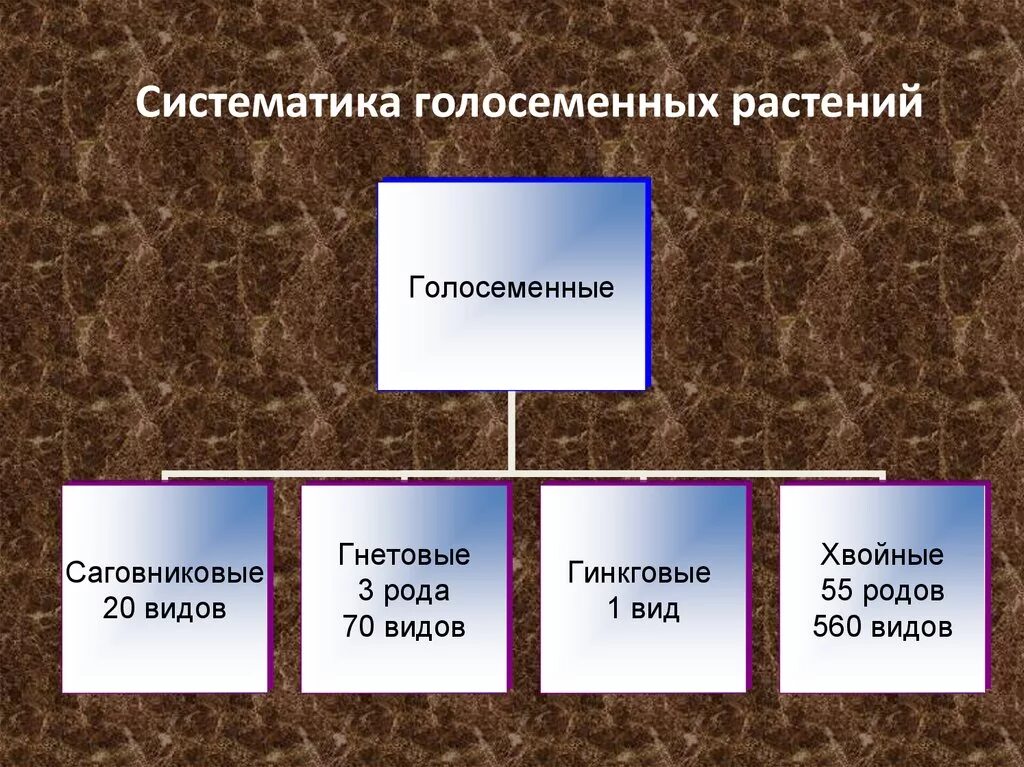 Характеристики голосеменных 7 класс. Систематика голосеменных растений. Систематикак голосеменн. Отдел Голосеменные классификация. Классификация голосеменных растений.