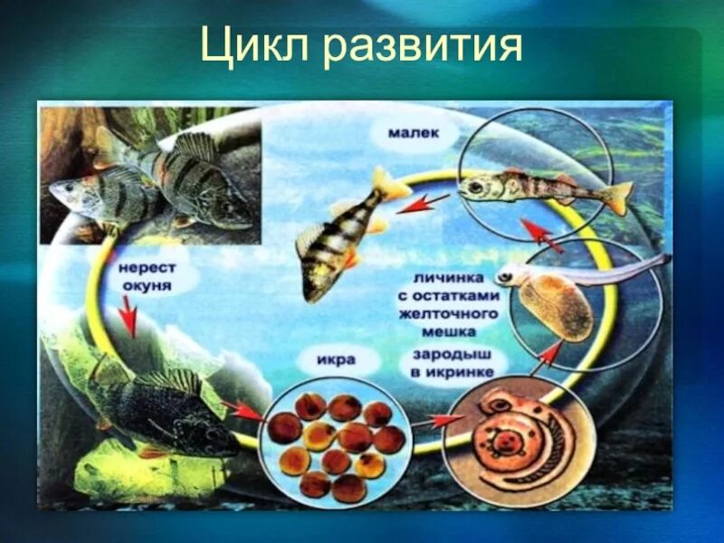 Стадии развития рыбы. Цикл развития рыб. Размножение рыб. Этапы размножения рыб.