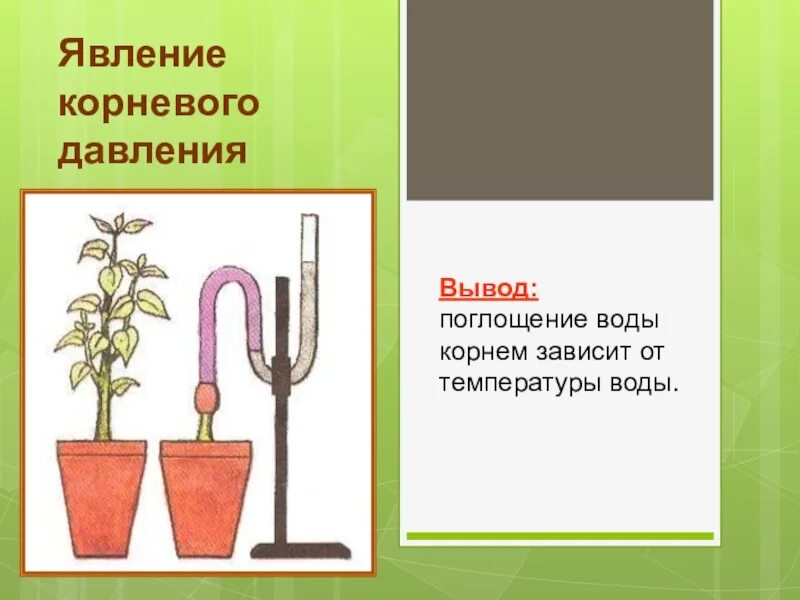 Опыт Корневое давление 6 класс. Опыт корневого давления растений. Опыт поглощение воды растениями. Корневое давление у растений.