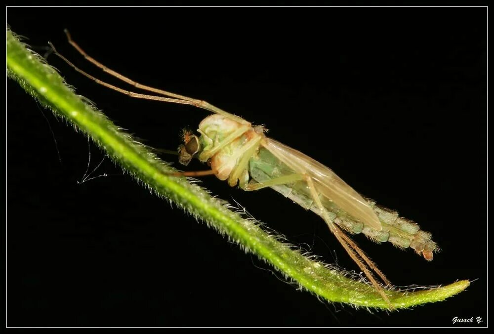 Chironomidae личинки. Личинки комаров Звонцов. Комаров семейства Chironomidae. Личинка комара звонца.