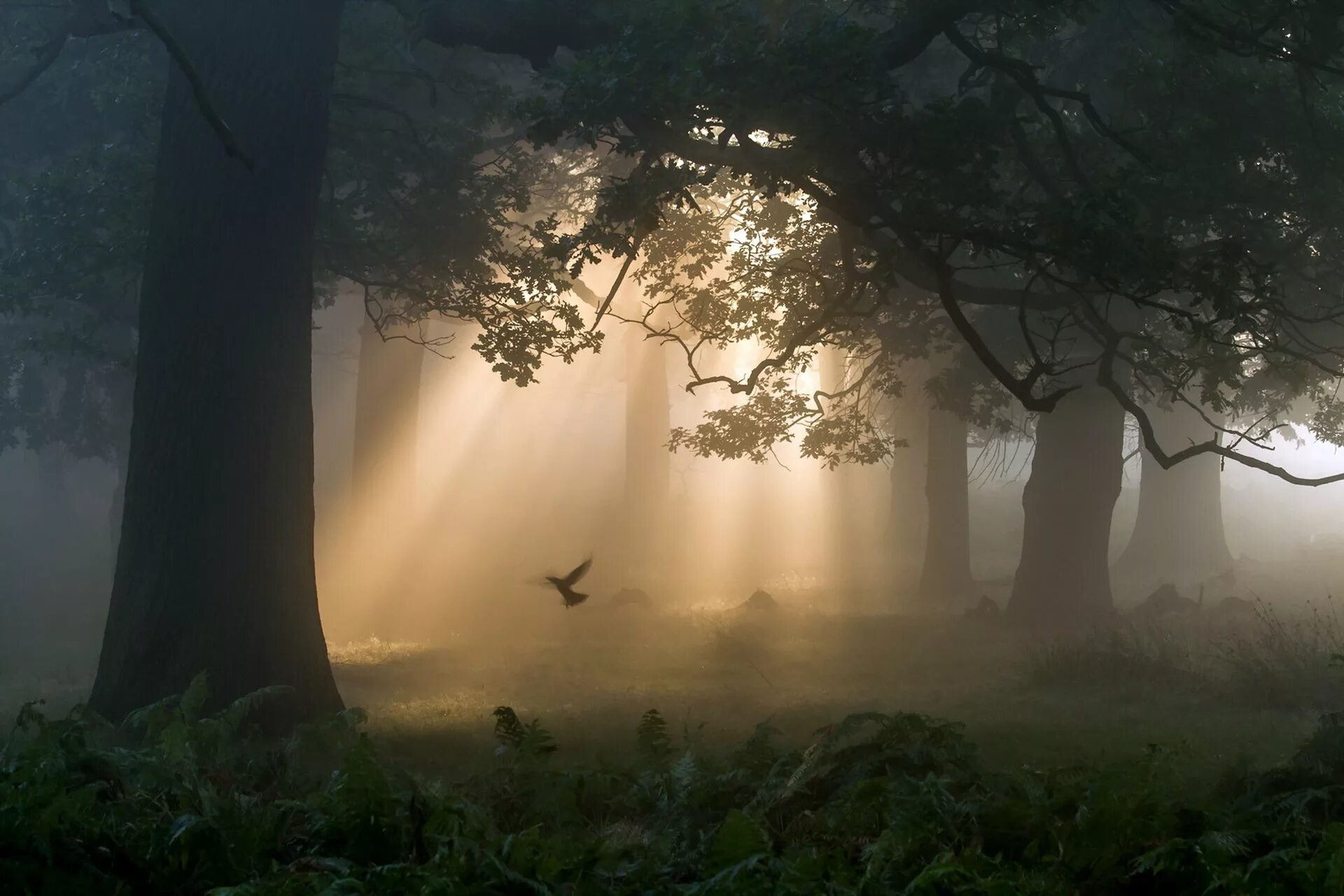 Лес туман лето. Лес в тумане. Утренний туман в лесу. Мистический лес. Загадочный лес.
