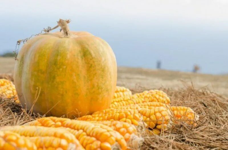 тыквы кукуруза картинки. тыква горох и кукуруза. экспорт овощей. кукуруза тыква фасоль. натюрморт из тыквы.