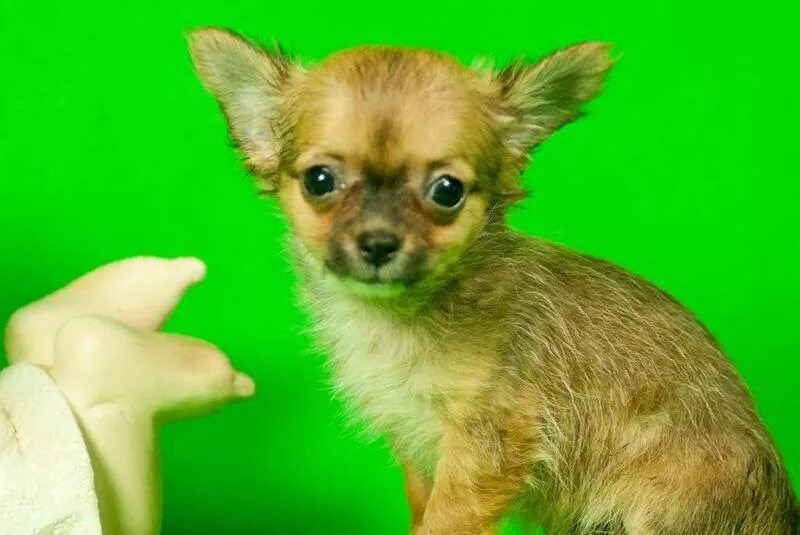 чихуахуа в пятнышко. чихуахуа мини стандарт супер мини. чихуахуа микро мини взрослый. микро чихуахуа длинношерстные. маленькие собаки в барнауле.