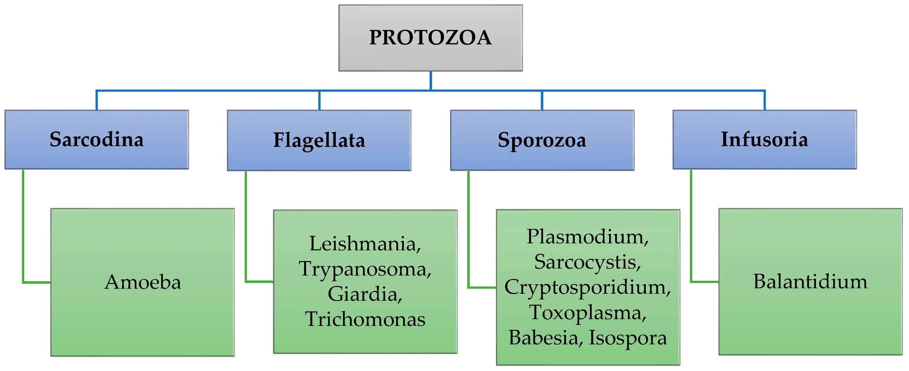 Classification of articles. Classification of parasites. классификация типа протозоа. классификация protozoa. protozoa classification.