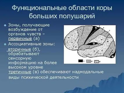 Вкусовые зоны коры больших полушарий