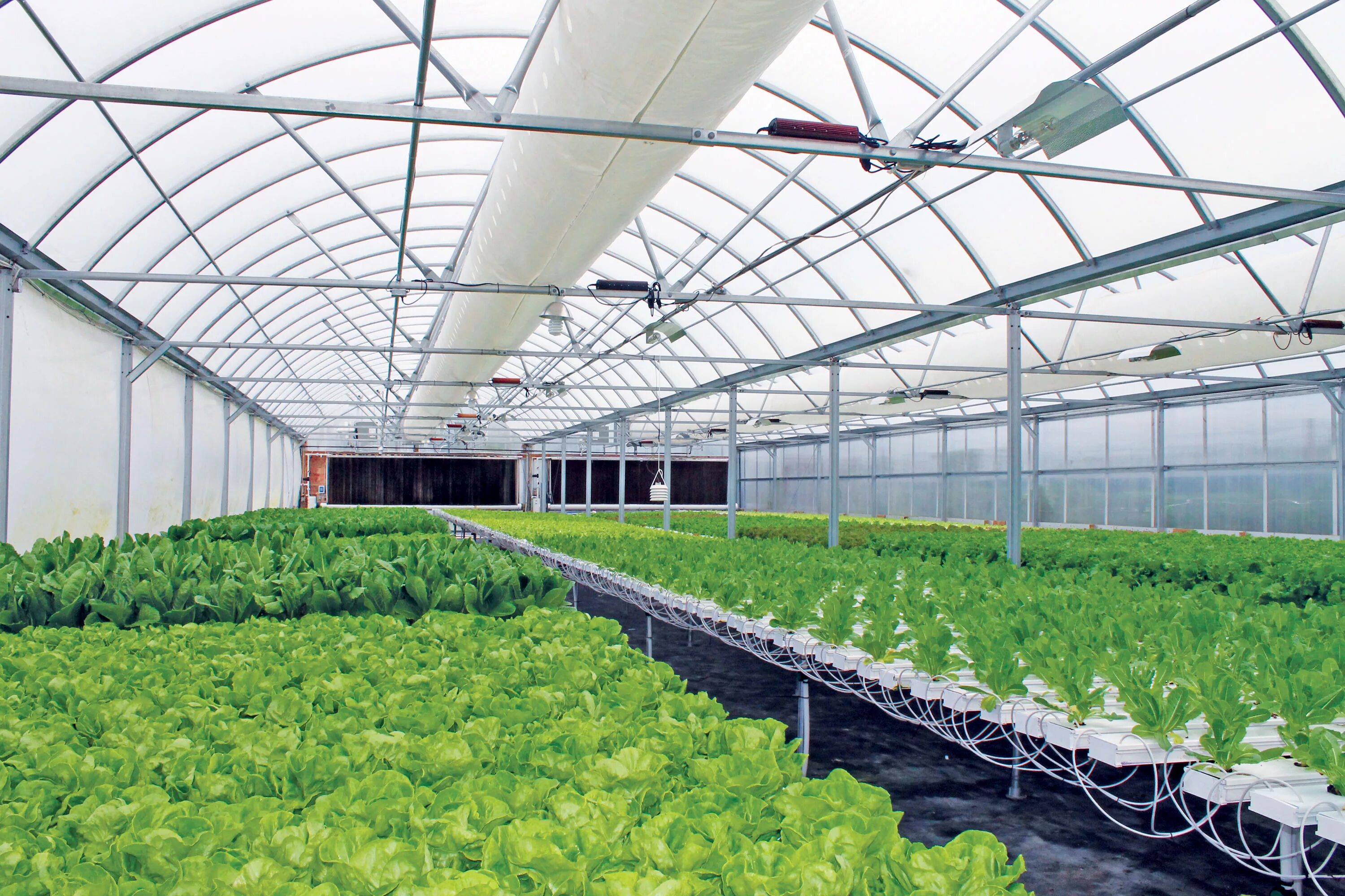 Nft projects. Гидропоника иссикхона. гидропоника nft. nft система гидропоника в теплице. тепличный комплекс гидропоника.