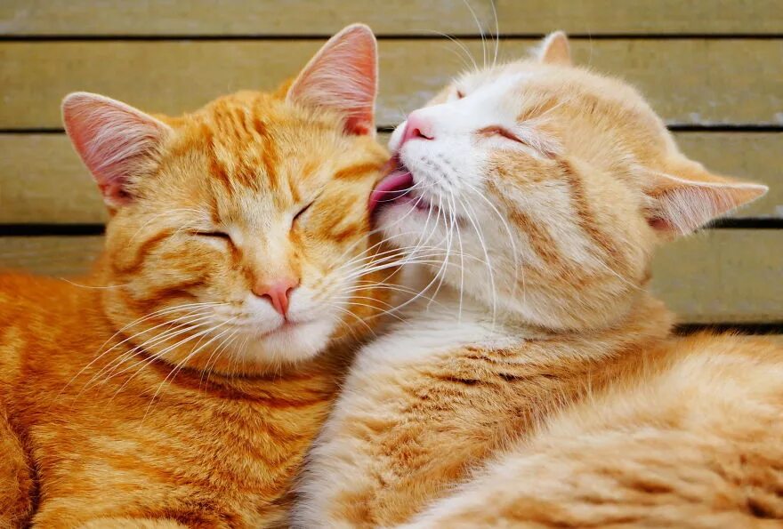 Animal coupling. Влюбленные кошки. Котики любовь. Котики обнимаются. Влюбленный котик.