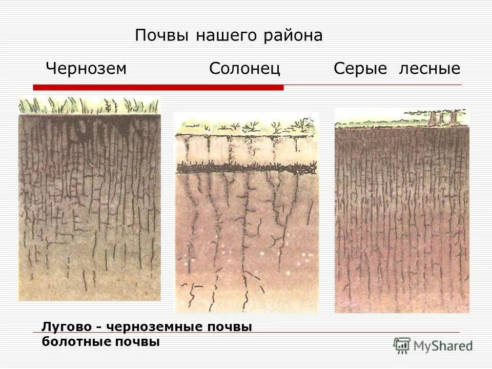 Южные черноземы почвы. Солонцы лугово-черноземные. Почвенный профиль лугово-черноземные. Лугово-черноземные почвы. Черноземы солонцеватые почвы.