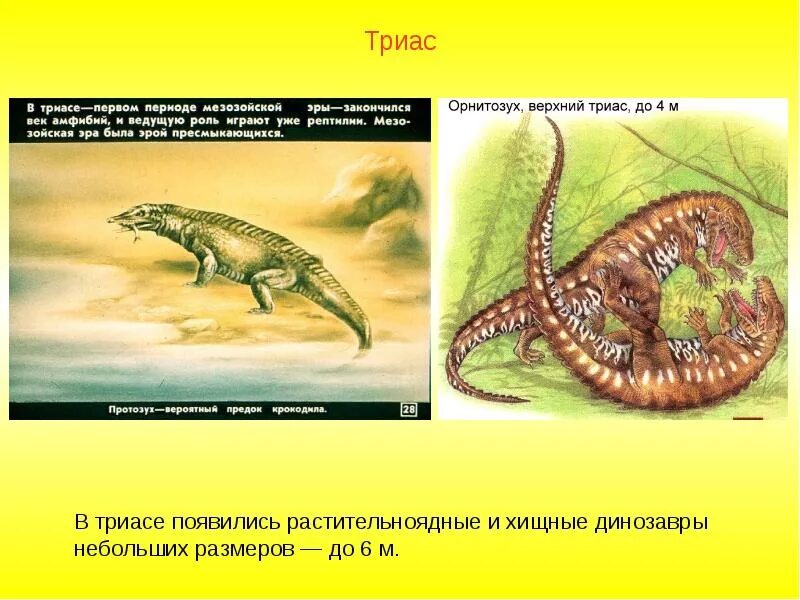 Фанерозой мезозой. Хищные пресмыкающиеся мезозойской эры. Расцвет пресмыкающихся мезозой. Мезозойская Эра Триасовый период ароморфозы.