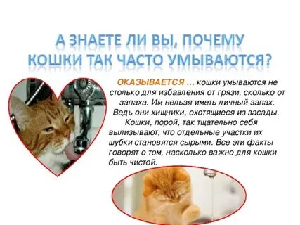 Почему кошки часто умываются