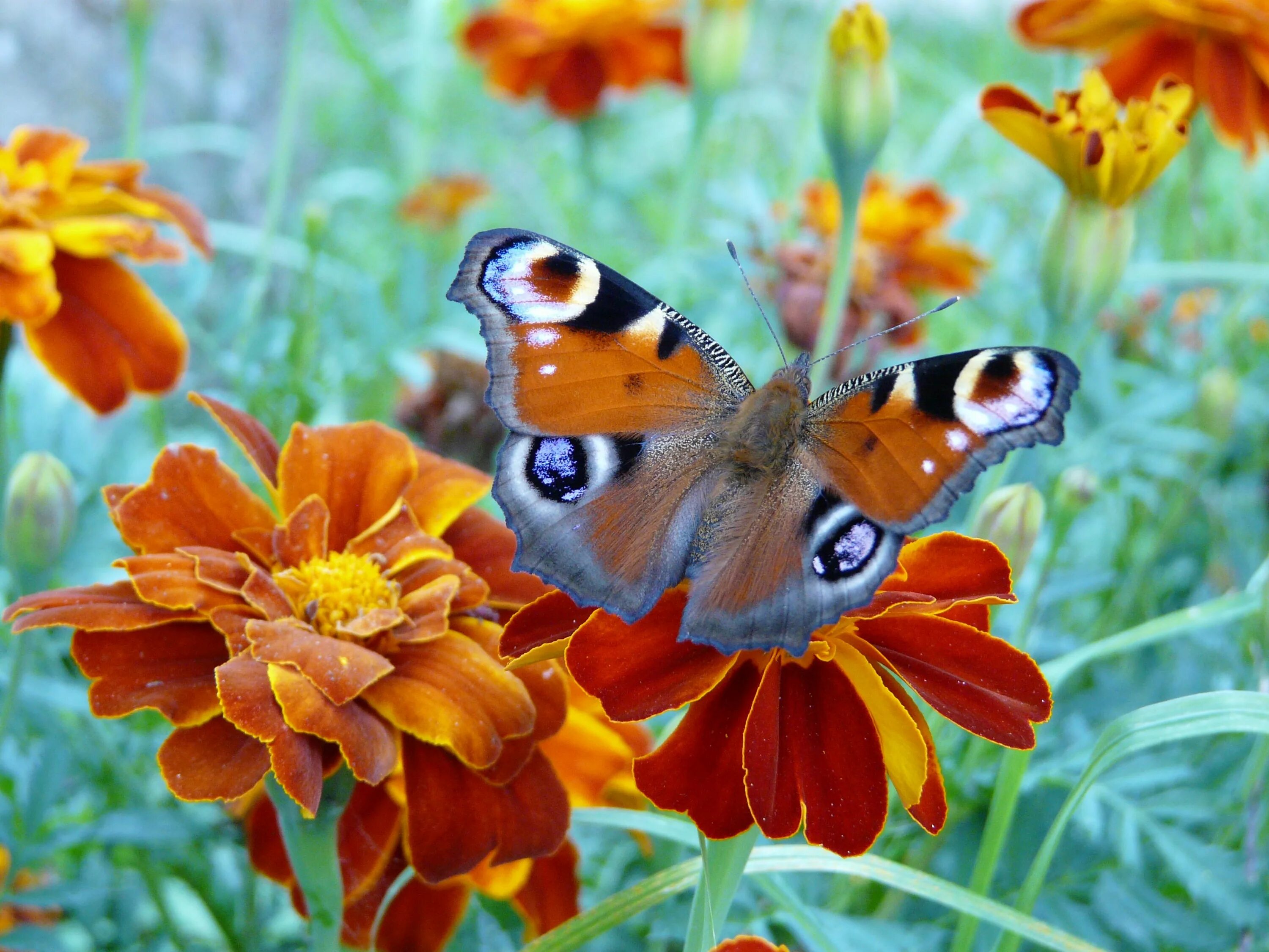 Красивые бабочки на цветах. Бабочка на цветке. Бабочки в цветах. Красивые бабочки. Лето бабочки.