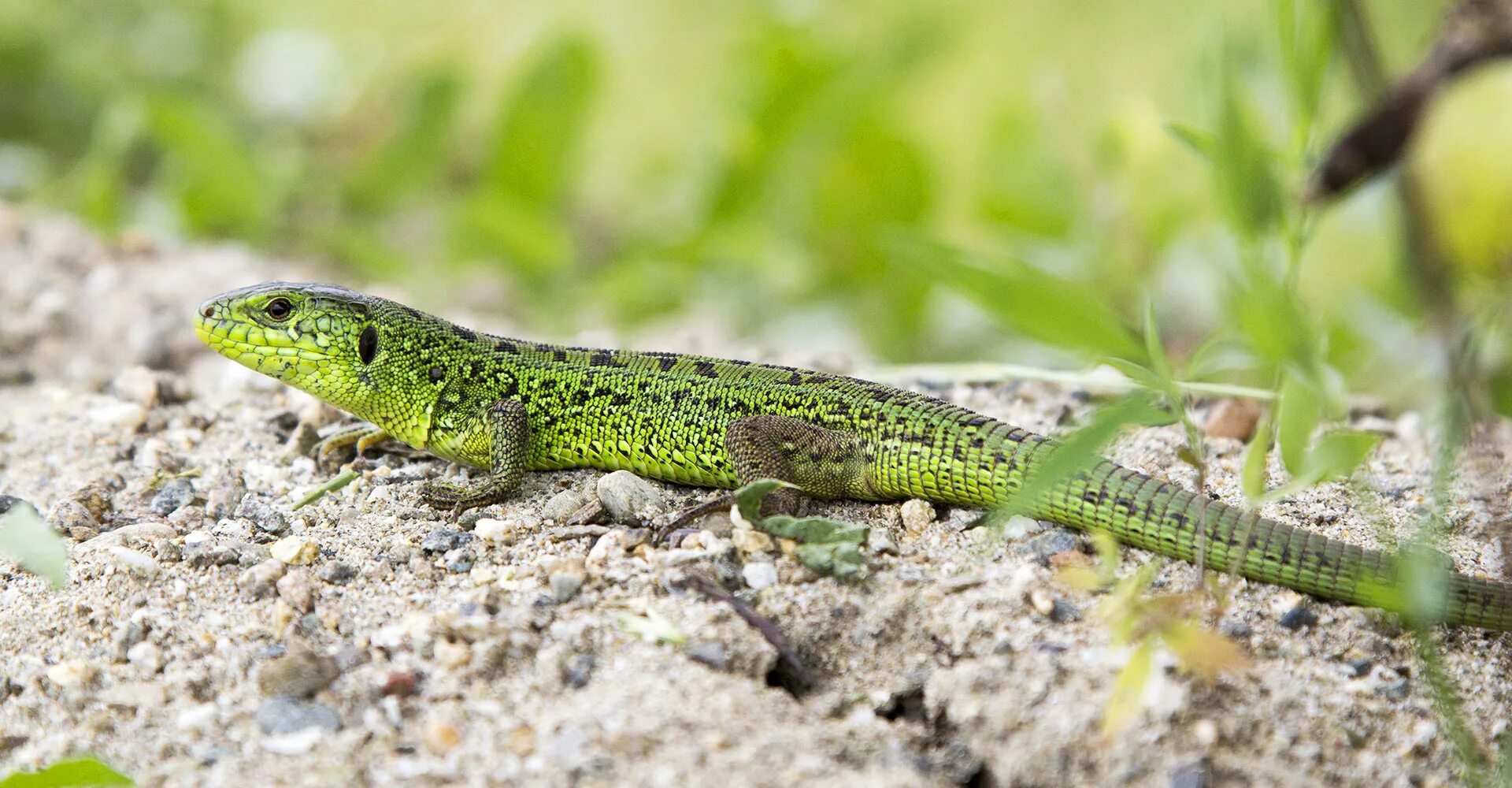 Полевая ящерица. Зеленая прыткая ящерица. Ящерица Луговая (Lacerta praticola). Прыткая зеленая ящерица Краснодарский край. Кавказская прыткая ящерица.