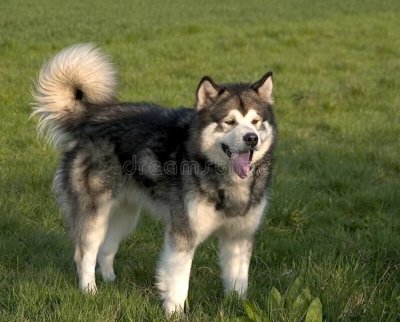 malamut day Alaskan malamute, Malamute puppies, Malamute dog