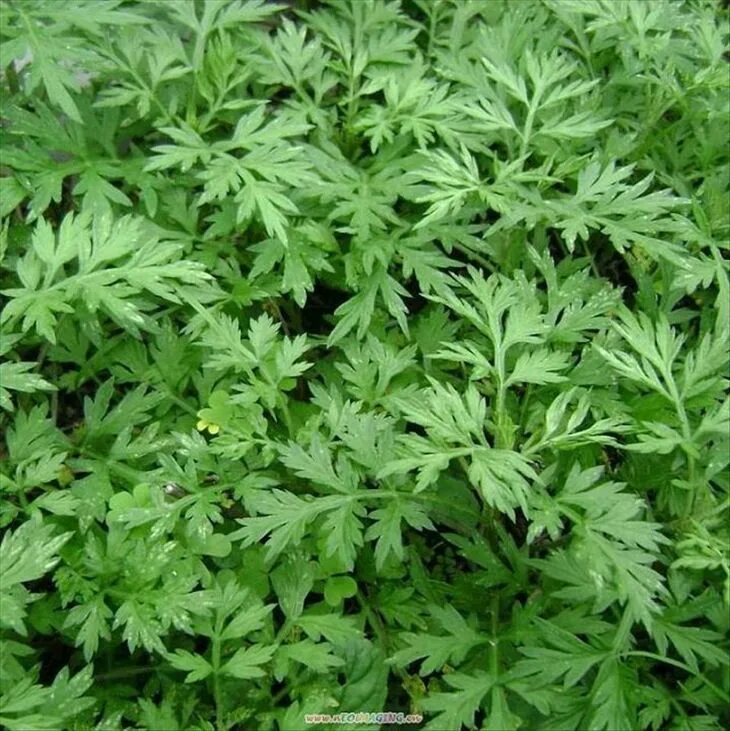 Полынь засушенная. Полынь обыкновенная. Мокса полынь zhongyan taihe. Мокса полынь. Полынь однолетняя.