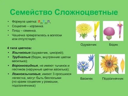 Корзинка ромашки соцветие