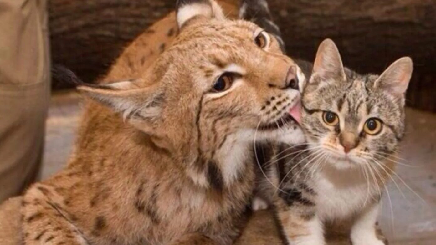 Famous cats. Кот гамлет. The longest перевод. Перевод текста cats. Перевод текста cats.