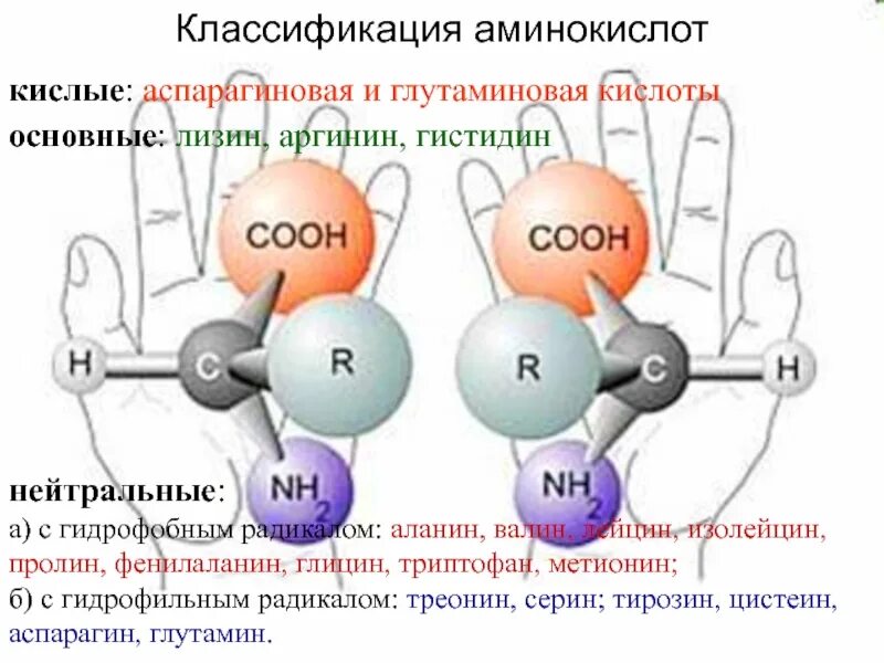 Классификация белковых аминокислот. Аминокислоты строение и классификация биохимия. 20 аминокислот таблица свойства. Аминокислоты строение и классификация биохимия. Строение аминокислот номенклатура изомерия.