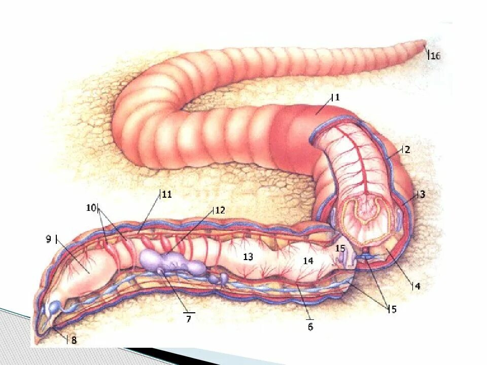 Сегментированные черви. Анатомия кольчатого червя. Строение тела кольчатого червя. Анатомия дождевого червя.