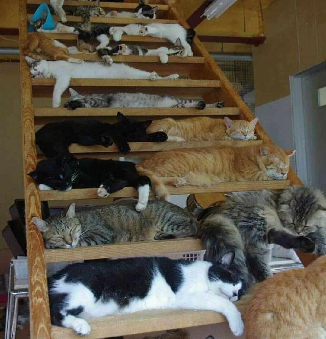 Кот ищет место. Котик в шкафу. Кот в шкафу. Как обстановка кот. Котенок прячется.