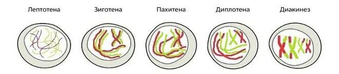 Лептотена. Профаза 1 лептотена. Профаза 1 лептотена зиготена пахитена диплотена диакинез. Мейоз диплотена пахитена. Стадии мейоза пахитена.