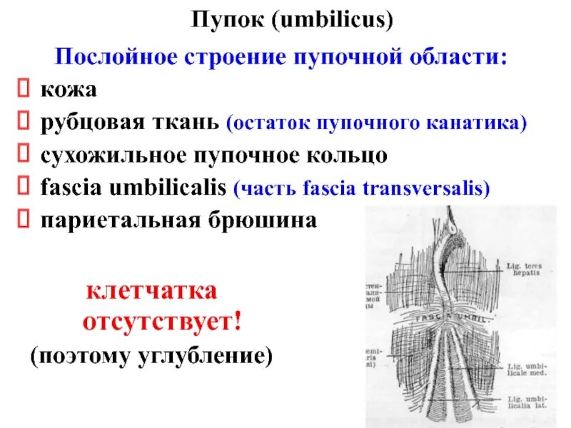 Что с латыни обозначает умбиликус