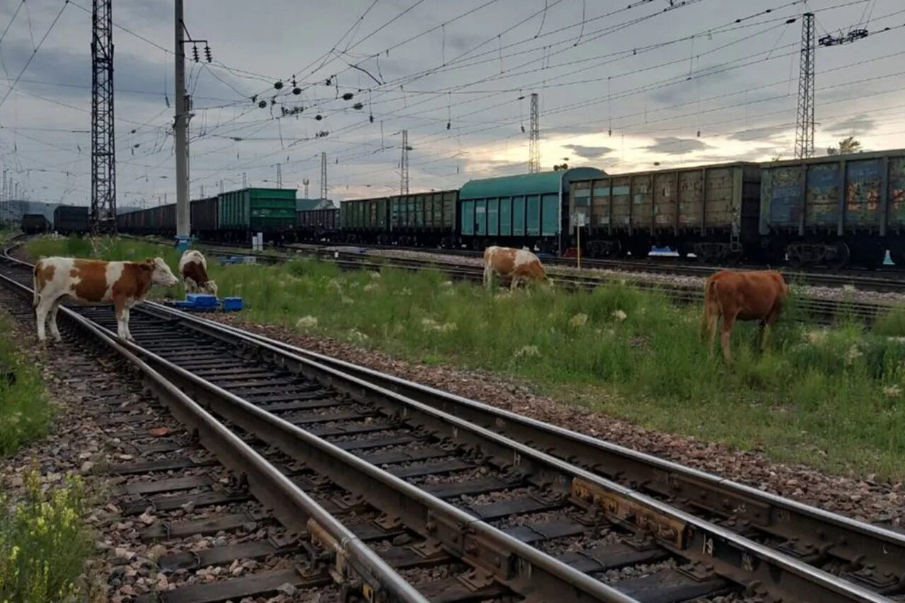 Скот на железной дороге. Коровы на путях. Корова на железной дороге. Коровы на железнодорожных путях. Животный ж д