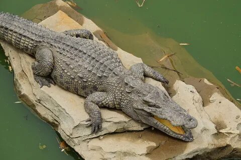 Низкий крокодил
