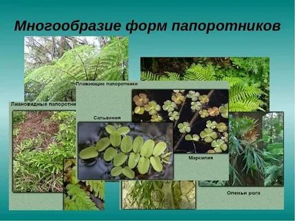 Растения троя