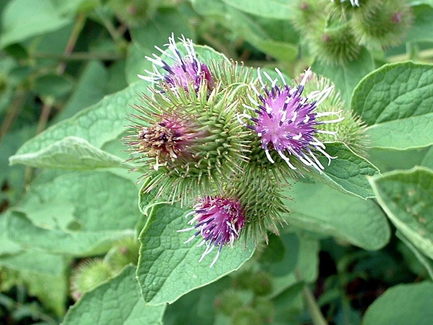 Репейник луговой. Arctium tomentosum. Цветы лопуха фото. Цветы лопуха фото. Цветы лопуха фото.