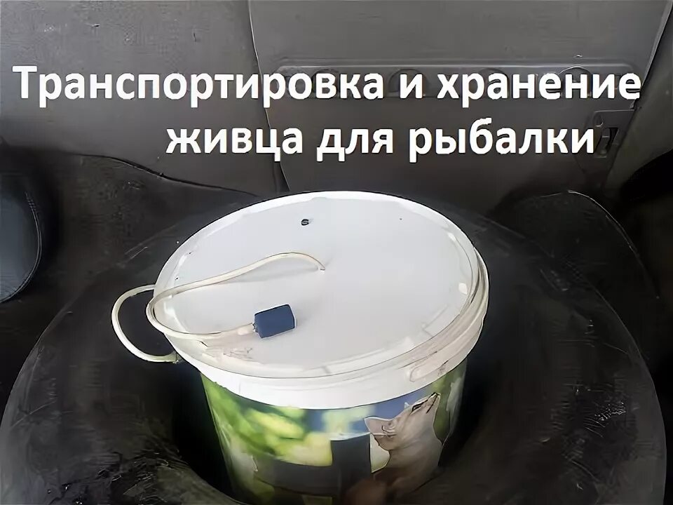 Как сохранить живца для зимней рыбалки. Емкость для перевозки живца. хранение живца. как сохранить живца. как сохранить живца зимой.