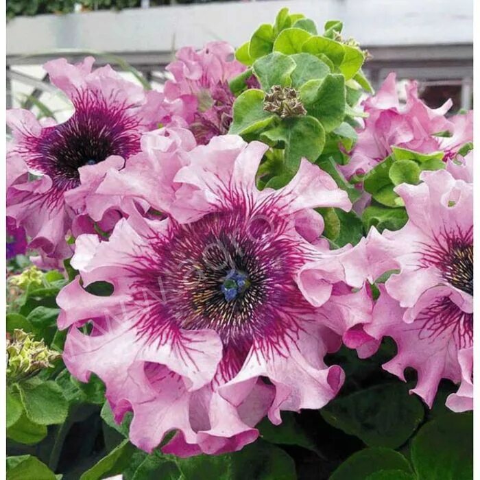 Петуния превосходнейшая альба f1. Петуния супербиссима. Петуния триумф альба крупноцветковая. Петуния триумф. Петуния триумф.