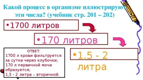 Сколько литров первичной мочи