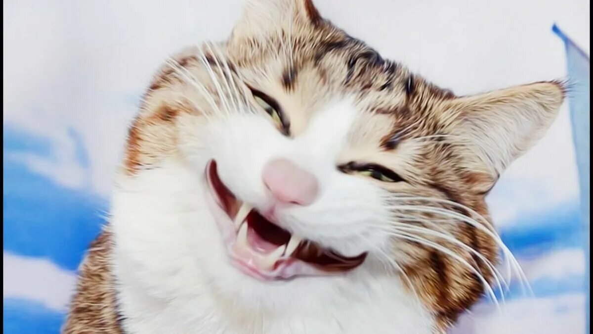 Кот смеется мем. Кот смеется. кот улыбается с зубами. кот лыбится. кот с улыбкой с зубами.
