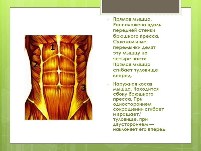 Прямые мышцы туловища. Прямая мышца живота и ее сухожильные перемычки. перемычки прямой мышцы живота. сухожильные перемычки прямой мышцы. сухожильные перемычки прямых мышц живота.