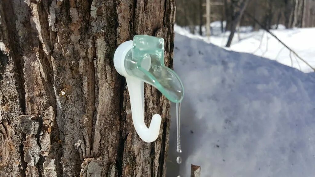 Кленовый сок польза. Кленовый сок. Добыча кленового сока. Кленовый сок из дерева. Кленовый сироп сбор.