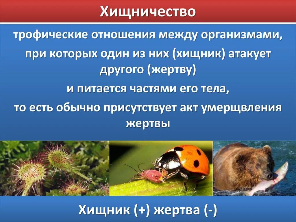 Особенности среди организмов. Биотические взаимоотношения хищничество. Хищничество в биоценозе. Паразитизм хищничество в биологии. Биотические связи паразитизм хищничество.